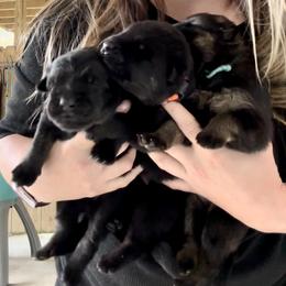 German Shepherd Puppies from FuryHaus German Shepherds