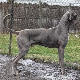 Zeke - Great Dane