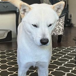 Jindo All Grown Up from Hwarang Kennel Korean Jindo | 화랑 진돗개