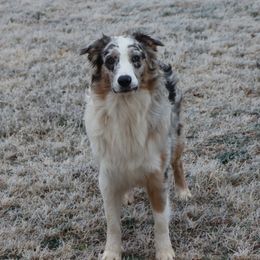 Apollo - Australian Shepherd