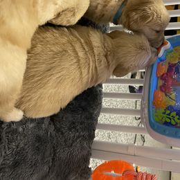 Golden Retriever Puppies from Golden Wise