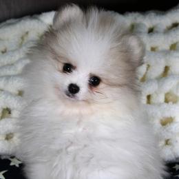 AKC Puma - Cream sable parti male Pomeranian puppy in Albany, Indiana from Hatz Off Puppies