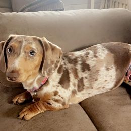 Diamond - Dachshund