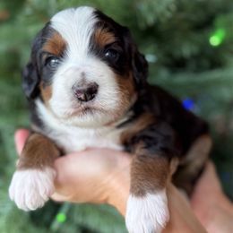 Pongo - Tri-color male Bernedoodle puppy in Yuciapa, California from AlltheDoodlez_