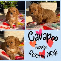 Cavapoo puppies from Clad Doodles