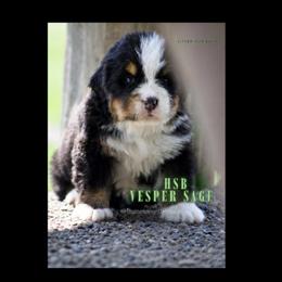 Vesper Sage - Black tan and white male Bernese Mountain Dog puppy in Winigan, Missouri from Home Sweet Bernese