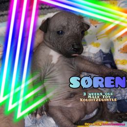Søren - Slate Xoloitzcuintli puppy in Atwater, California from Cen Cal Xoloitzcuintle