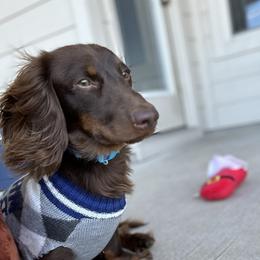 Reese - Dachshund