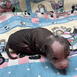 Ethan - Palomino male Chinese Crested puppy in Henderson, Kentucky from Western Kentucky Chihuahua’s and Chinese Crested’s