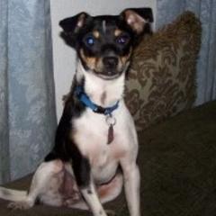 CHI CHI - Xoloitzcuintli