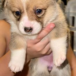 Circe - White and fawn female Pembroke Welsh Corgi puppy in Toccoa, Georgia from The Grooming Barn LLC/ Wet Dog Ranch