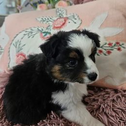 Miniature Australian Shepherd Puppies from Jay Baker
