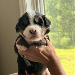Light purple - Black rust and white female Bernese Mountain Dog puppy in Holland, New York from Must B Buffalo Berners