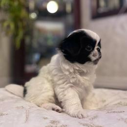 Japanese Chin Puppies from Chin Babies