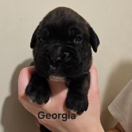 Georgia - Brindle female Boxer puppy in Evans, Georgia from Kimberly's Boxers