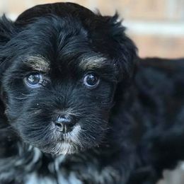 Havanese from The Happy Havanese
