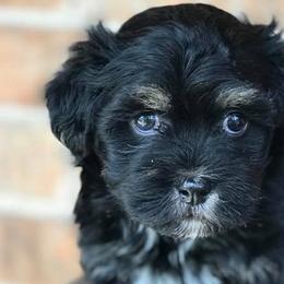 Havanese from The Happy Havanese