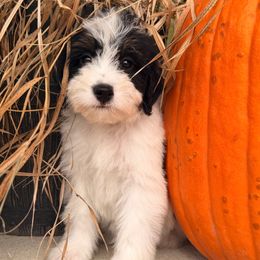 Jaguar - Black and white male Bernedoodle puppy in Luana, Iowa from Country View Bernedoodles and Goldendoodles
