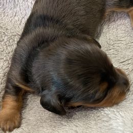 Felder - Dapple Dachshund puppy in Windsor, New York from Sweeney’s Weenie Dogs