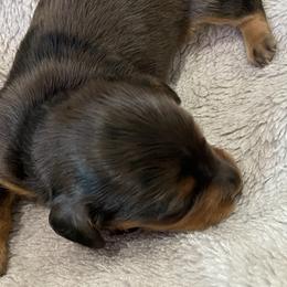 Felder - Dapple Dachshund puppy in Windsor, New York from Sweeney’s Weenie Dogs