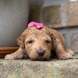 Val - Apricot female Goldendoodle puppy in Camden, North Carolina from Oopsie Doodles of NC