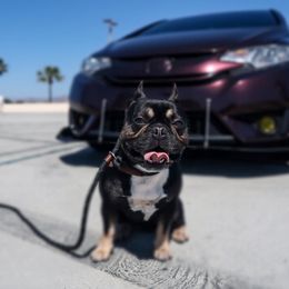 Bowser - French Bulldog