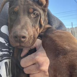 Doberman Pinscher Puppies from Von Schaaf Haus DuPree
