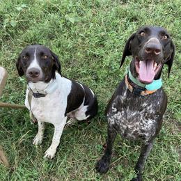 German Shorthaired Pointers from Williams Ozark Cattle Company