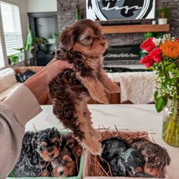 Bernedoodle, Cavapoo, Cavapoochon, Goldendoodle, Poodle, and Yorkipoo Puppies from Anchor Dogs