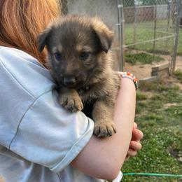 Boy 7 (L Brown) - Sable male German Shepherd puppy in Greenwood, South Carolina from Malone’s Palmetto Puppies