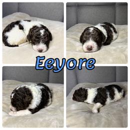Goldendoodle and Poodle Puppies from Wonderland Kennel
