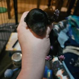 Girl 1 - Black tri female Miniature American Shepherd puppy in New Providence, Pennsylvania from Tons of Kisses