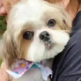 Balto - Shih Tzu