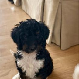 Boofa - Tri-color male Bernedoodle puppy in Chilmark, Massachusetts from Martha’s Vineyard Bernedoodles