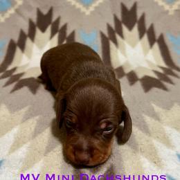 Brownie - Chocolate and tan male Dachshund puppy in Carlsbad, Texas from MV Mini Dachshunds
