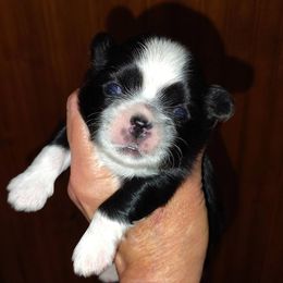 Rollie - Black and white male Shih Tzu puppy in Palmyra, New York from Karen's Tzus of Palmyra-Macedon