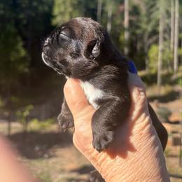 Girl 2 - Red and white female Bulldog puppy in Wolf Creek, Oregon from Dejah Bleu Bulldogs