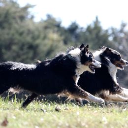 Australian Shepherd All Grown Up from Starbound Aussies