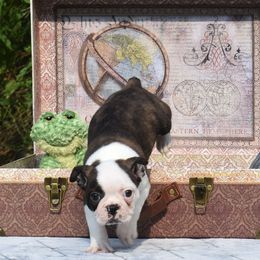 Boston Terrier Puppies from Bull Branch Bostons
