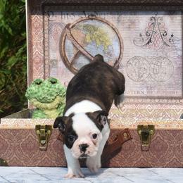 Boston Terrier Puppies from Bull Branch Bostons