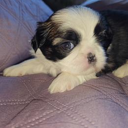 Shih Tzu Puppies from Shantii's Shih Tzu's
