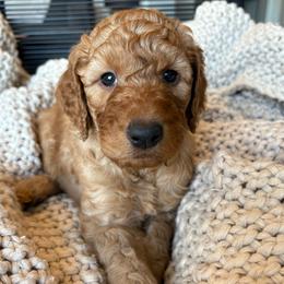 Blue - Red  male Goldendoodle puppy in Buda, Texas from Anita’s Doodles