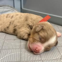 Ember - Red merle female Miniature American Shepherd puppy in Tucson, Arizona from Outlaw Minis