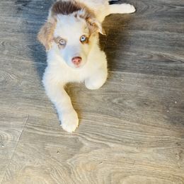 Australian Shepherd Puppies from Topaz Aussie’s