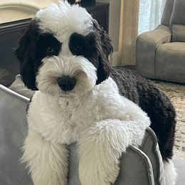 Sheepadoodles from Panda's Sheepadoodles