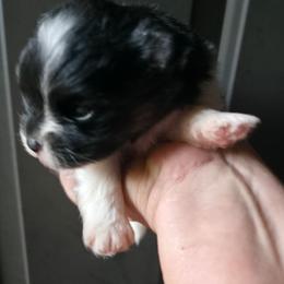 Tri boy 1 - Tri-colored male Pomeranian puppy in Carrollton, Georgia from B AND R'S POMERANIAN'S