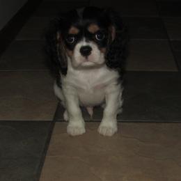 Bolt - Tri-color male Cavalier King Charles Spaniel puppy in Harvard, Illinois from Lori's Cavalier King Charles Spaniels & Dachshunds