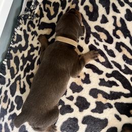 Girl 3 - Red and rust Doberman Pinscher puppy in Jefferson Township, New Jersey from Tristel Dobermans