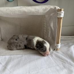 Guinness - Blue merle female Australian Shepherd puppy in Weeki Wachee, Florida from Ace of Spades Australian Shepherds