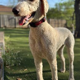 Grace - Cream female Goldendoodle puppy in Fort Worth, Texas from Shapa Breeding